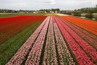 Dutch language: all you need to know about Dutch